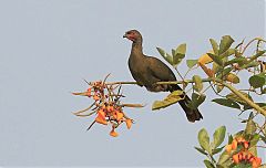 Chaco Chachalaca